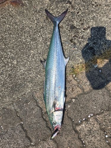 サゴシの釣果
