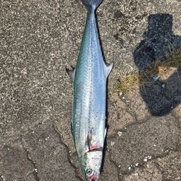 サワラの釣果・釣り情報まとめ【2026年最新】 - アングラーズ | 釣果