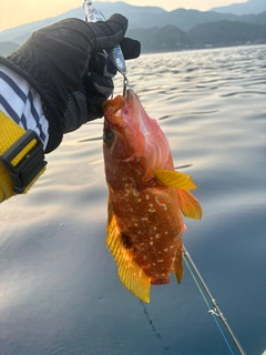 キジハタの釣果