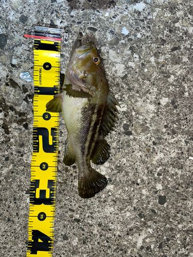 ソイの釣果
