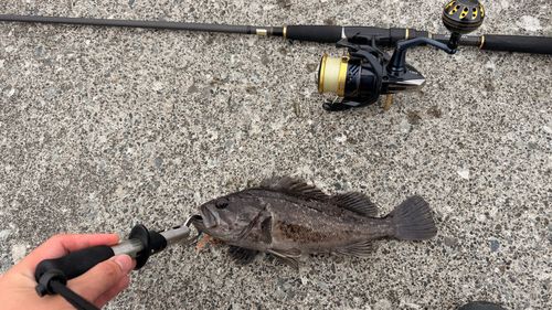 クロソイの釣果