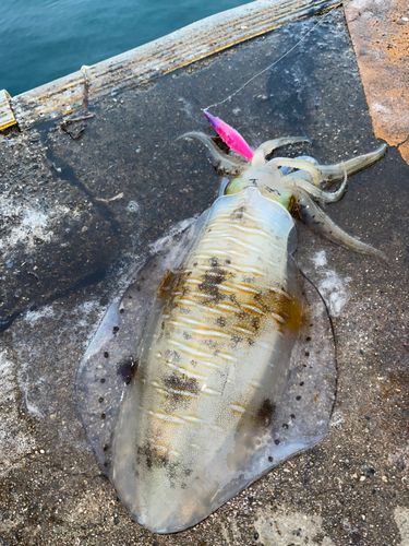 アオリイカの釣果
