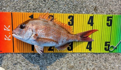 マダイの釣果