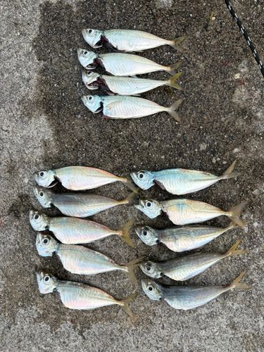 アジの釣果