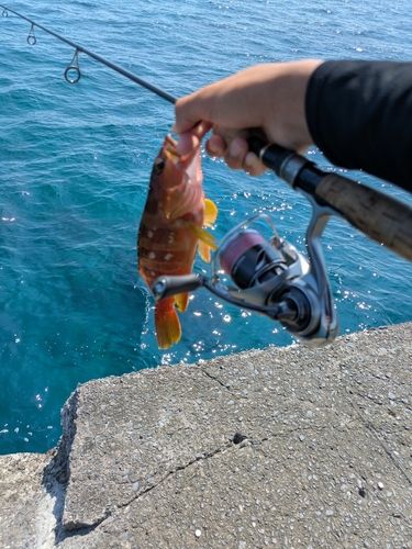 アカハタの釣果