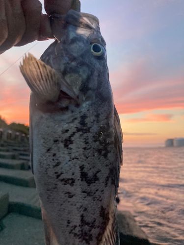 クロソイの釣果