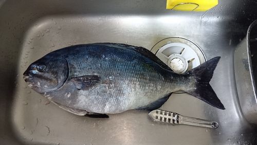イスズミの釣果