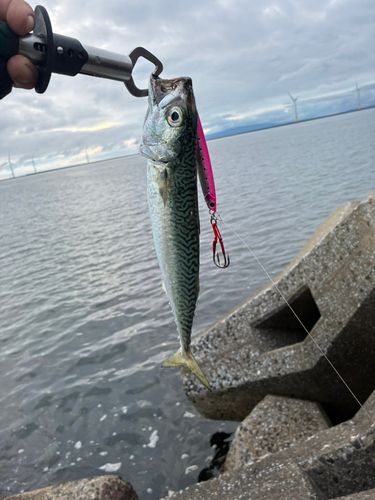 サバの釣果
