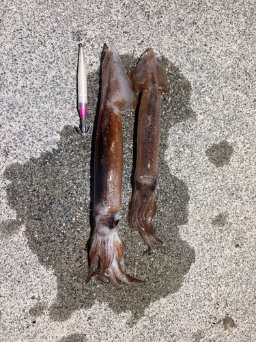 イカの釣果