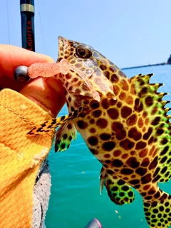 カンモンハタの釣果