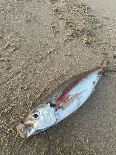 マルアジの釣果