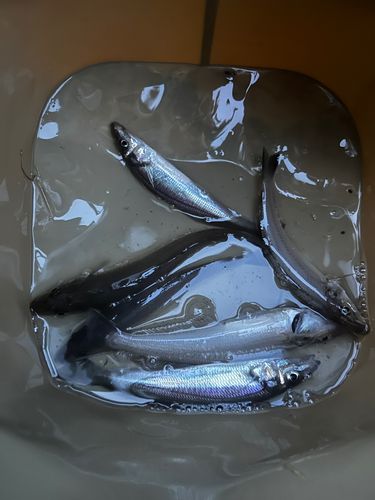 シロギスの釣果
