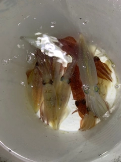 ケンサキイカの釣果