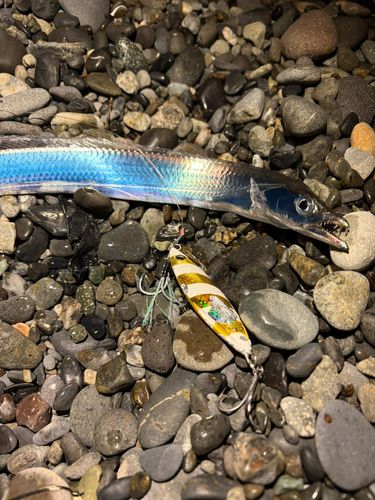 タチウオの釣果
