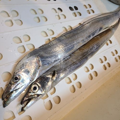 タチウオの釣果