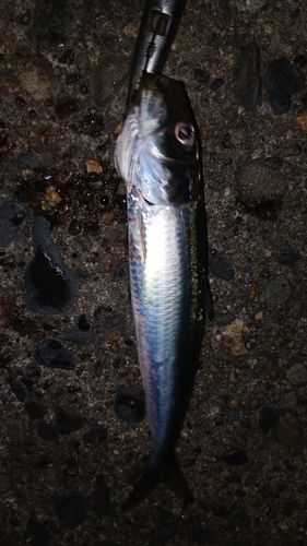 イワシの釣果