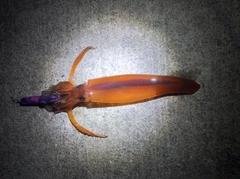 スルメイカの釣果