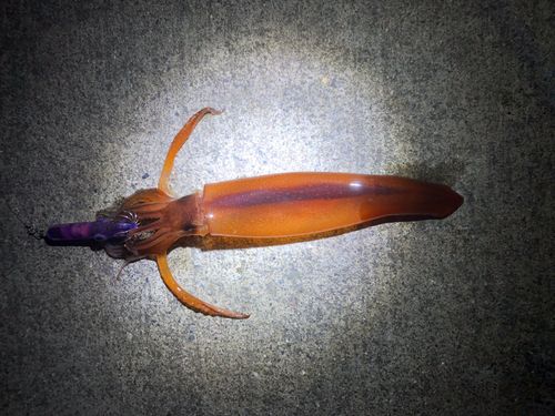 スルメイカの釣果
