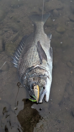 チヌの釣果