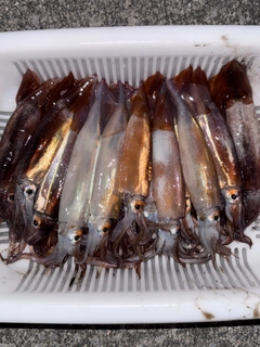 スルメイカの釣果