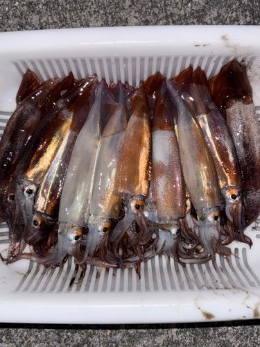 スルメイカの釣果