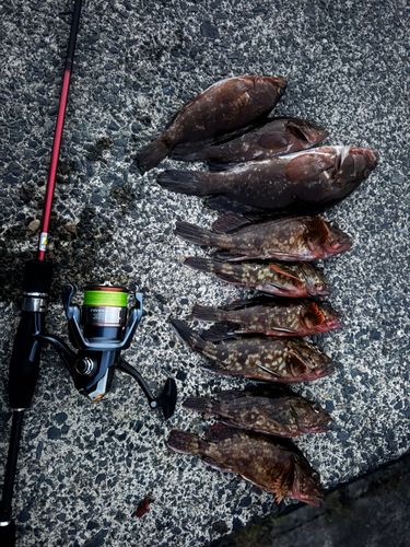 アコウの釣果