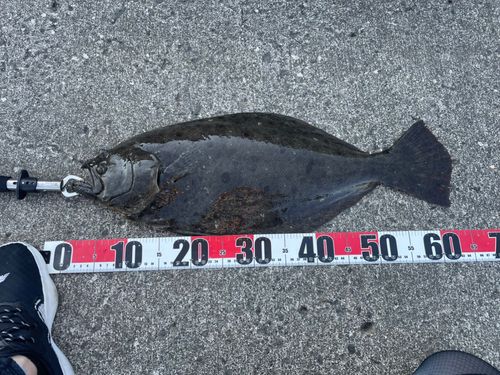 ヒラメの釣果
