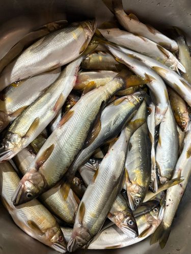 アユの釣果