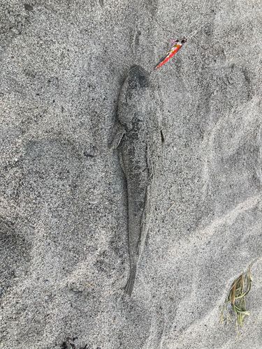マゴチの釣果