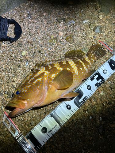 アコウの釣果