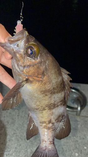 メバルの釣果