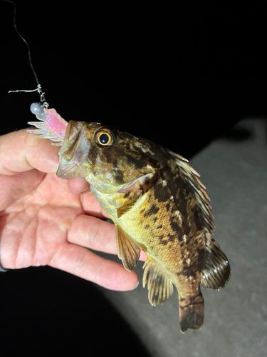 クロソイの釣果