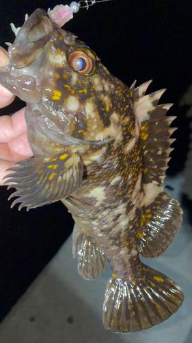 オウゴンムラソイの釣果
