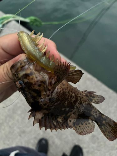ヨロイメバルの釣果
