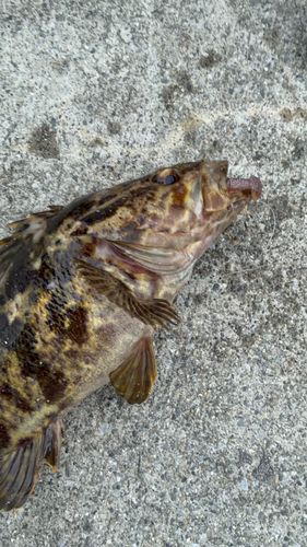 タケノコメバルの釣果
