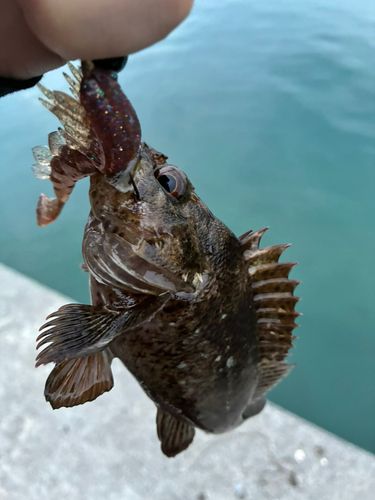 オウゴンムラソイの釣果