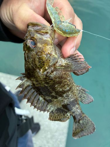 タケノコメバルの釣果