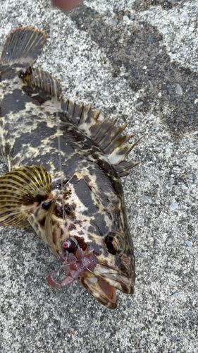 タケノコメバルの釣果
