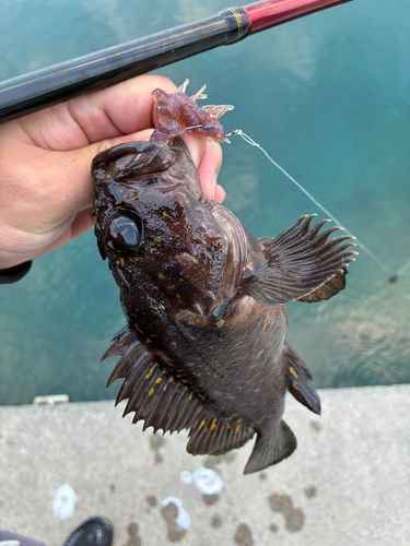 オウゴンムラソイの釣果