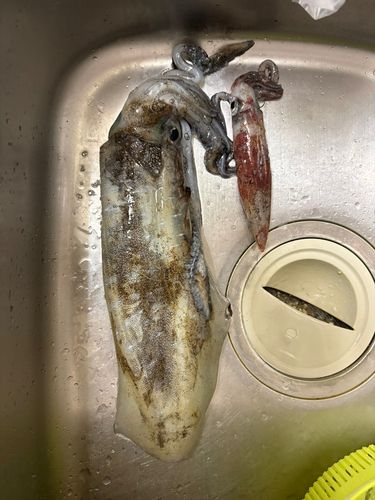 アオリイカの釣果