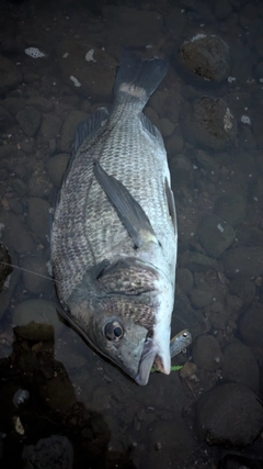 チヌの釣果