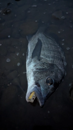 チヌの釣果