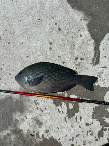 メジナの釣果