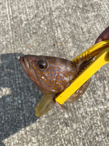 キジハタの釣果