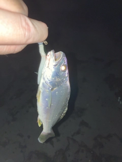 ニベの釣果