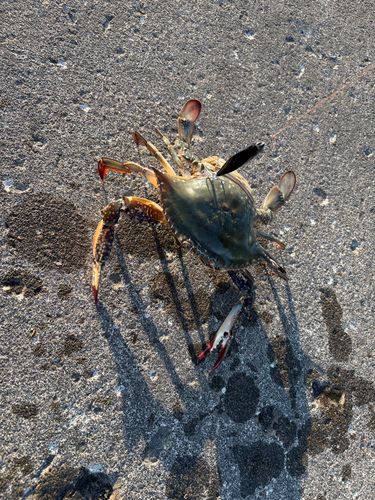 ワタリガニの釣果