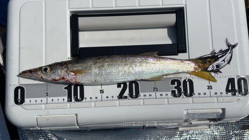 カマスの釣果