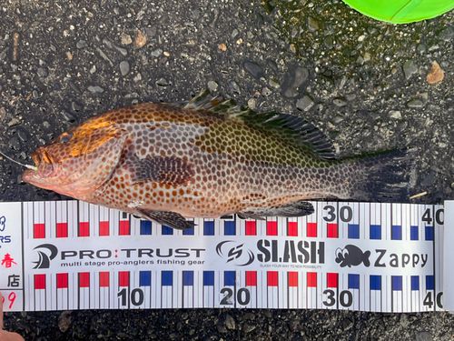 オオモンハタの釣果