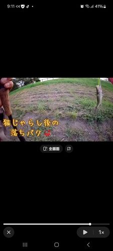 ブラックバスの釣果
