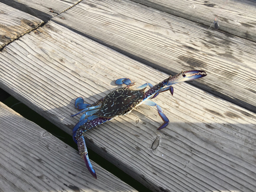 タイワンガザミの釣果